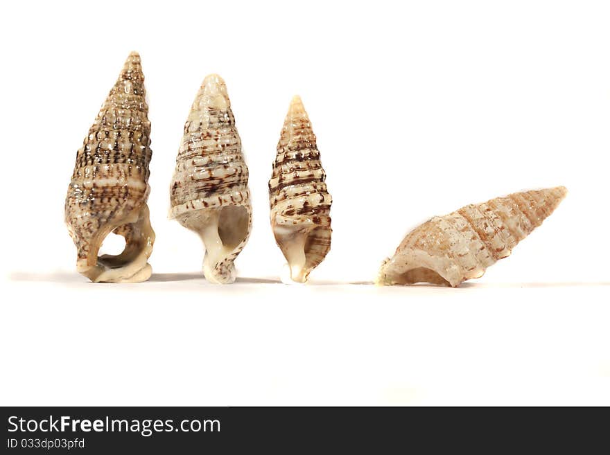 Close view detail of a group of different seashells isolated on a white background. Close view detail of a group of different seashells isolated on a white background.