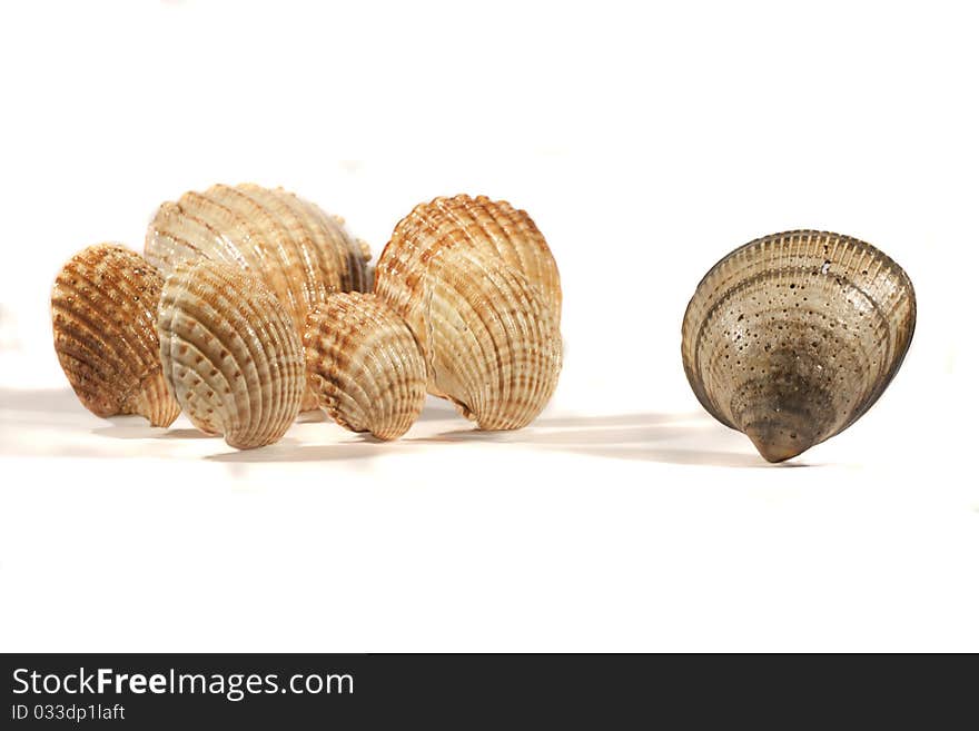 Close view detail of a bunch of seashells isolated on a white background. Close view detail of a bunch of seashells isolated on a white background.