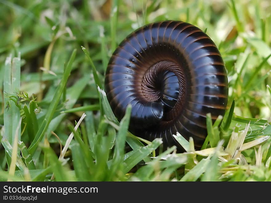 Millipede