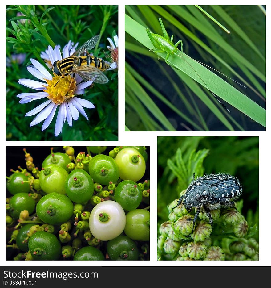 Yellow fly on flower, grasshopper, berries, black beetle. Yellow fly on flower, grasshopper, berries, black beetle