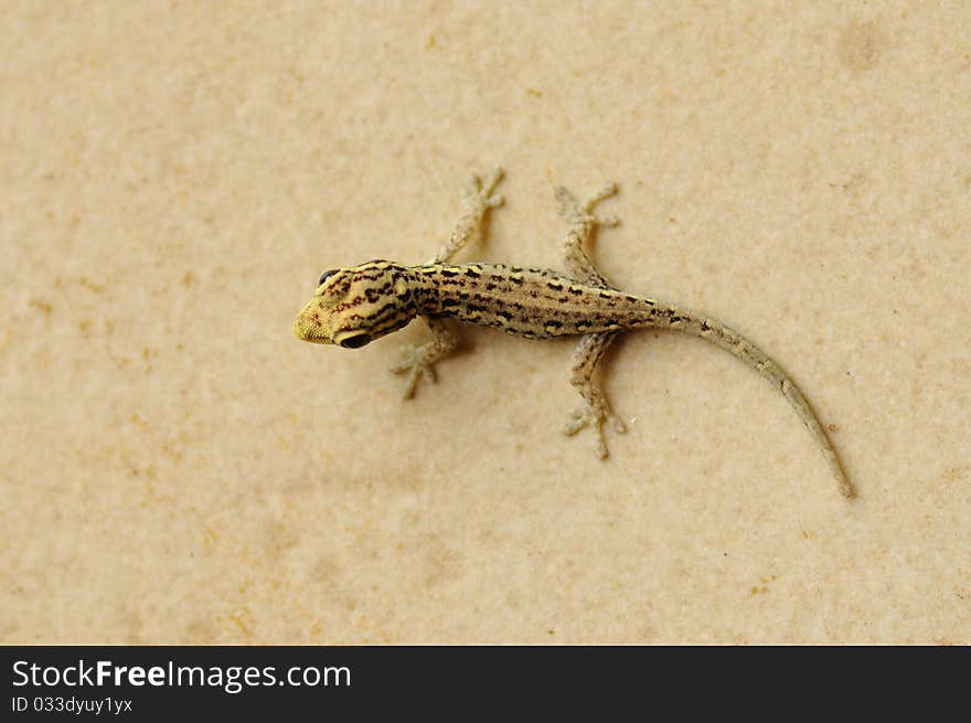 A young gecko on the sand