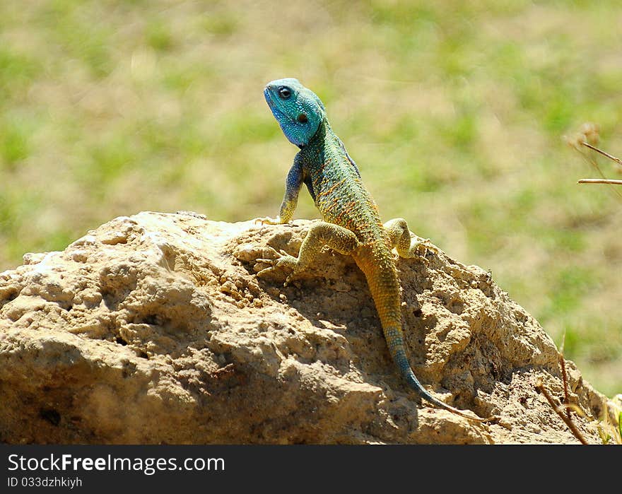 A blue headed tree agama on a rock. A blue headed tree agama on a rock