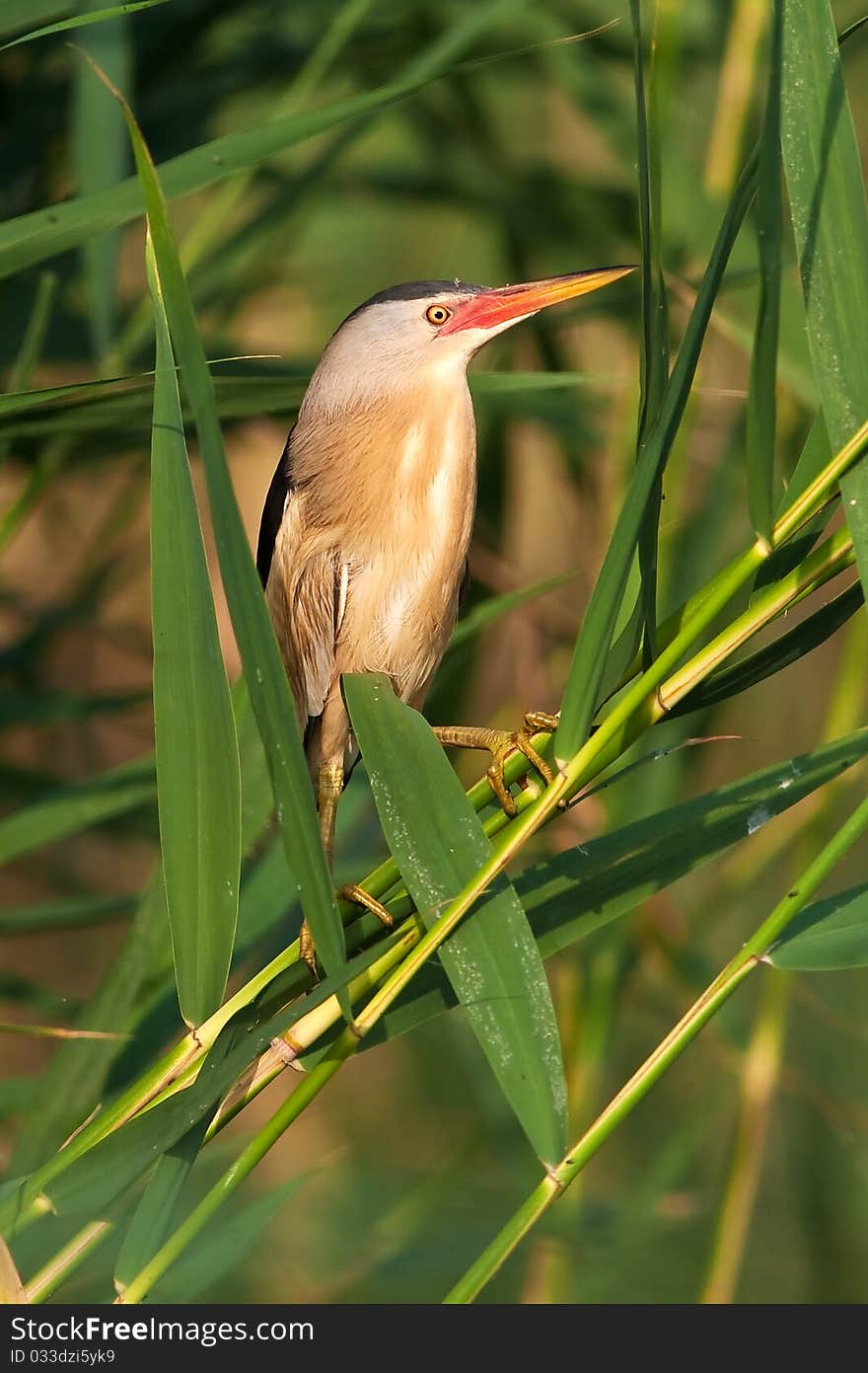 Little bittern, adult, male / Ixobrychus minutus