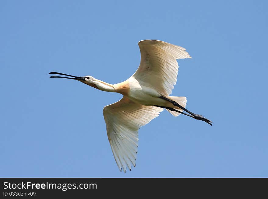 Spoonbill (Platalea leucorodia) in flight