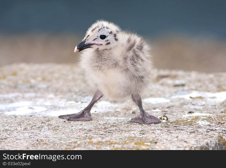 Yellow-legged Gull (Larus michahellis) chick on th