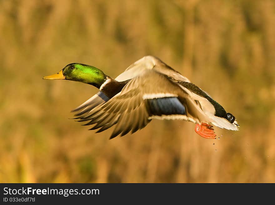 Mallard Duck In Flight