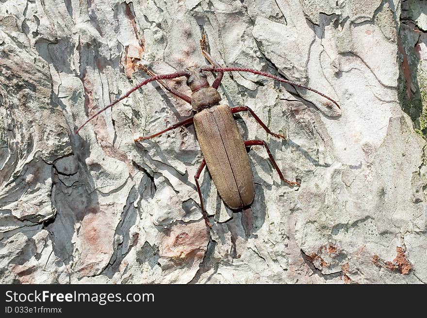 Grain Support Beetle / Megopsis scabricornis