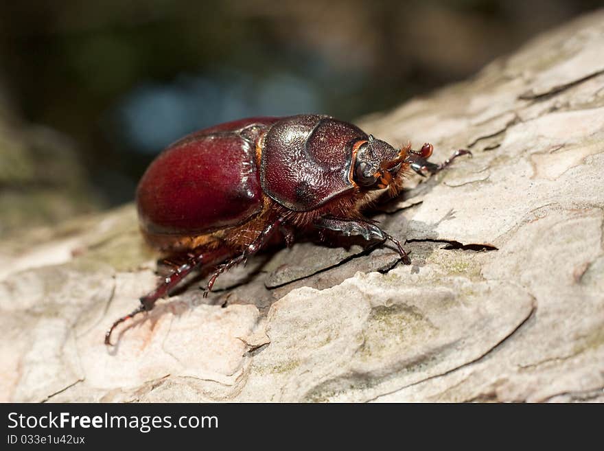 Oryctes nasicornis, female on a log, close-up