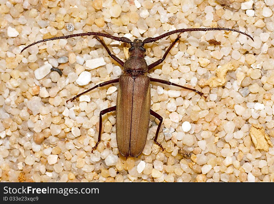 Grain Support Beetle close-up / Megopsis scabricornis. Grain Support Beetle close-up / Megopsis scabricornis