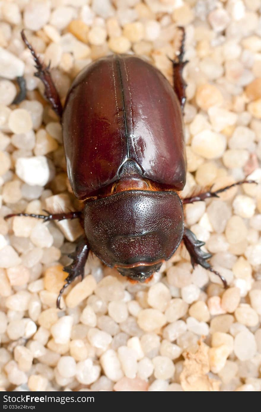 Oryctes nasicornis, female, close-up