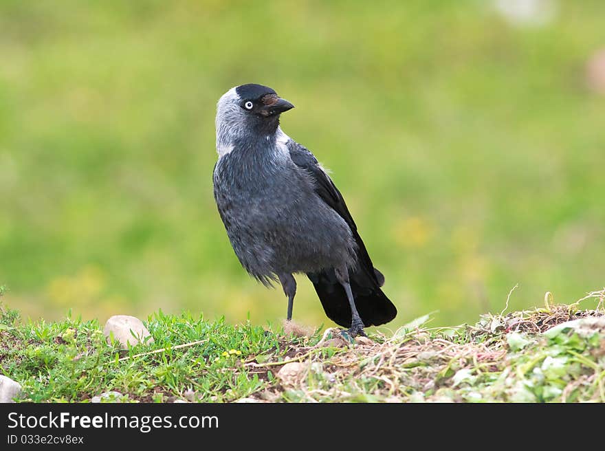 The Jackdaw (Corvus monedula) on the ground. The Jackdaw (Corvus monedula) on the ground