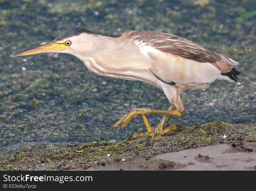 Little Bittern / Ixobrychus Minutus