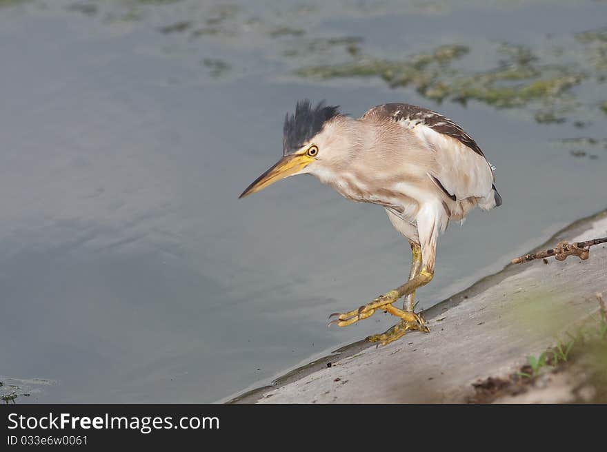 Little Bittern / Ixobrychus Minutus