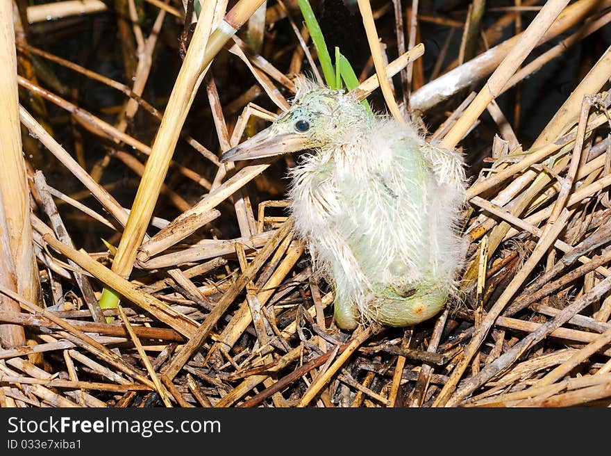 Little egret chick ( Egretta garzetta )