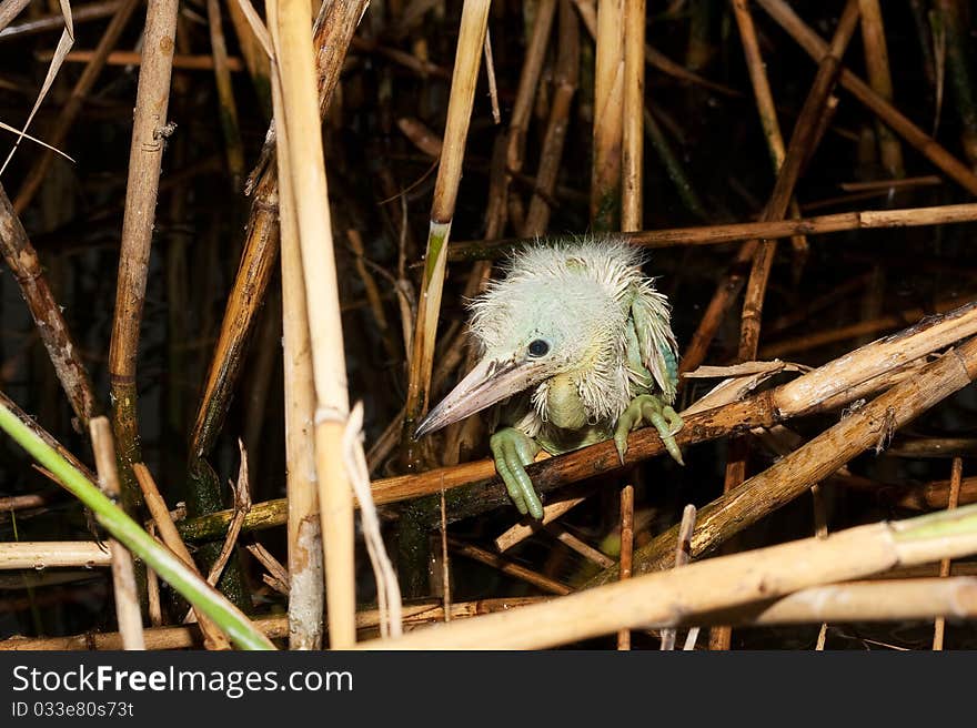 little egret chick ( Egretta garzetta )