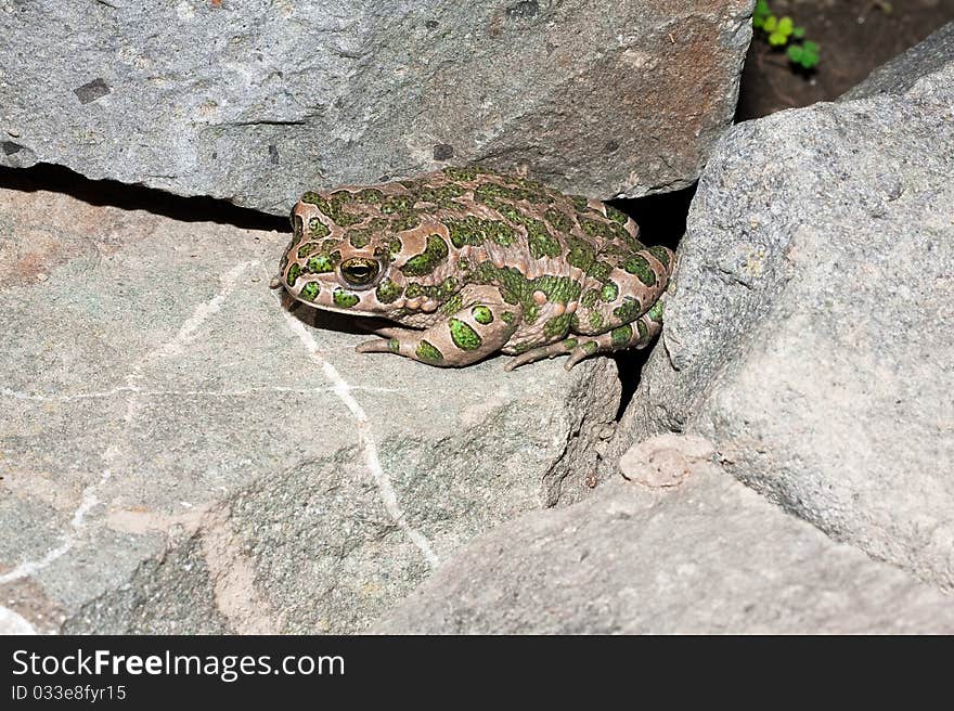 Green toad (Bufo viridis) on the hot rocks / close-up