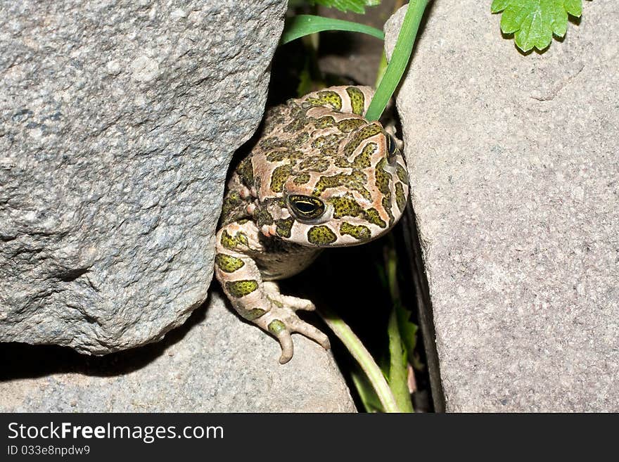 Green toad (Bufo viridis) on the hot rock