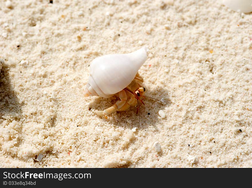 Crab in the sea shell in Maldives