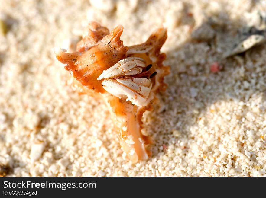 Crab in the sea shell in Maldives