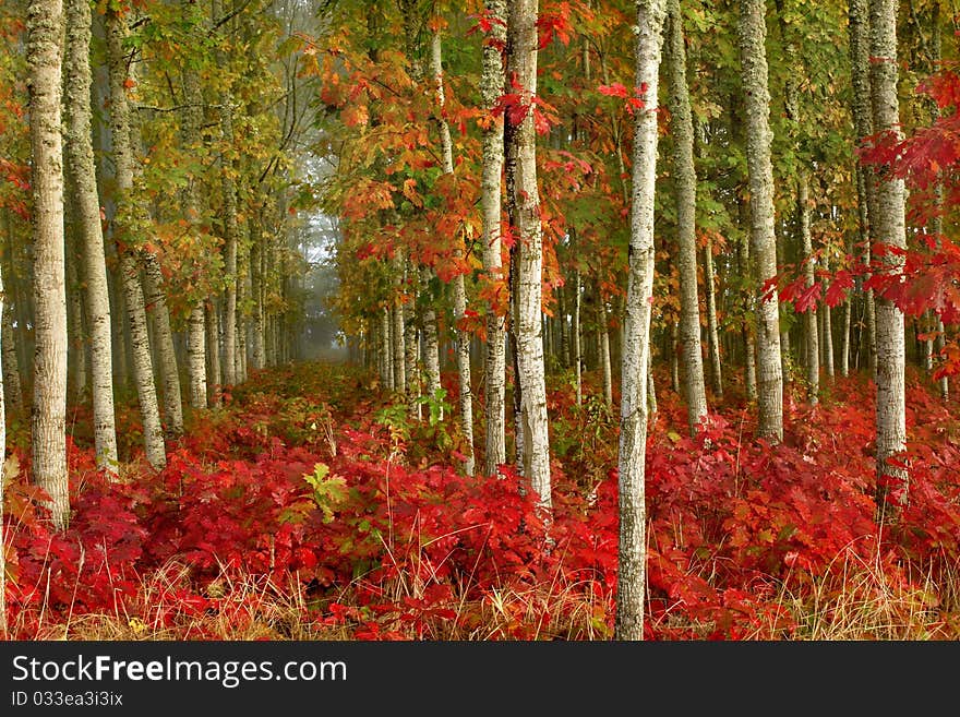 Leaves turning color during the Autumn. Leaves turning color during the Autumn.