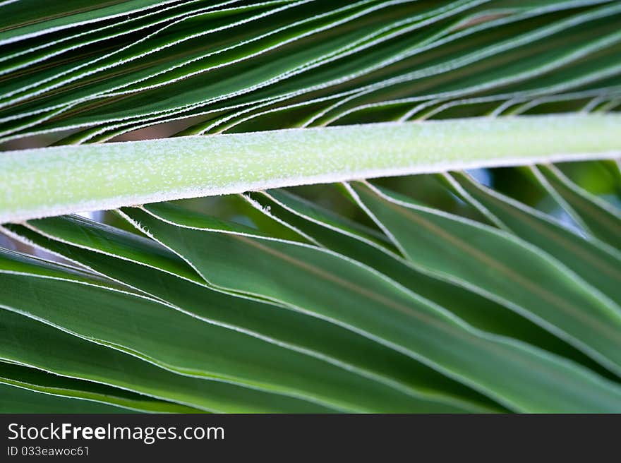 Palm tree leaf macro picture