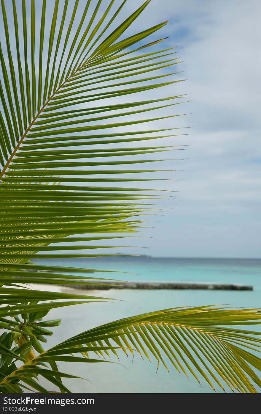 Palm tree leafs in the beach in Maldives