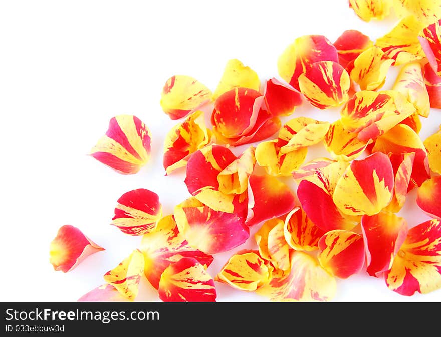 Rose petals on white