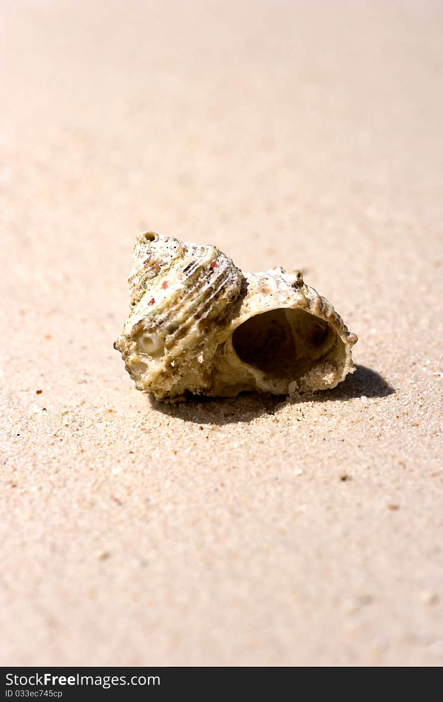 Sea shell on the sand in Maldives