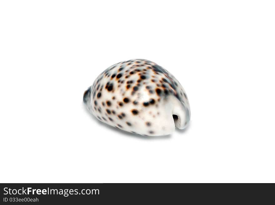 Sea shell on white background