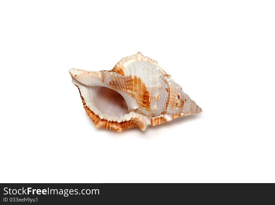 Sea shell on white background