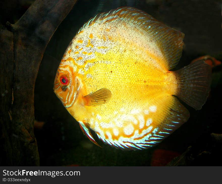 Discus Fish