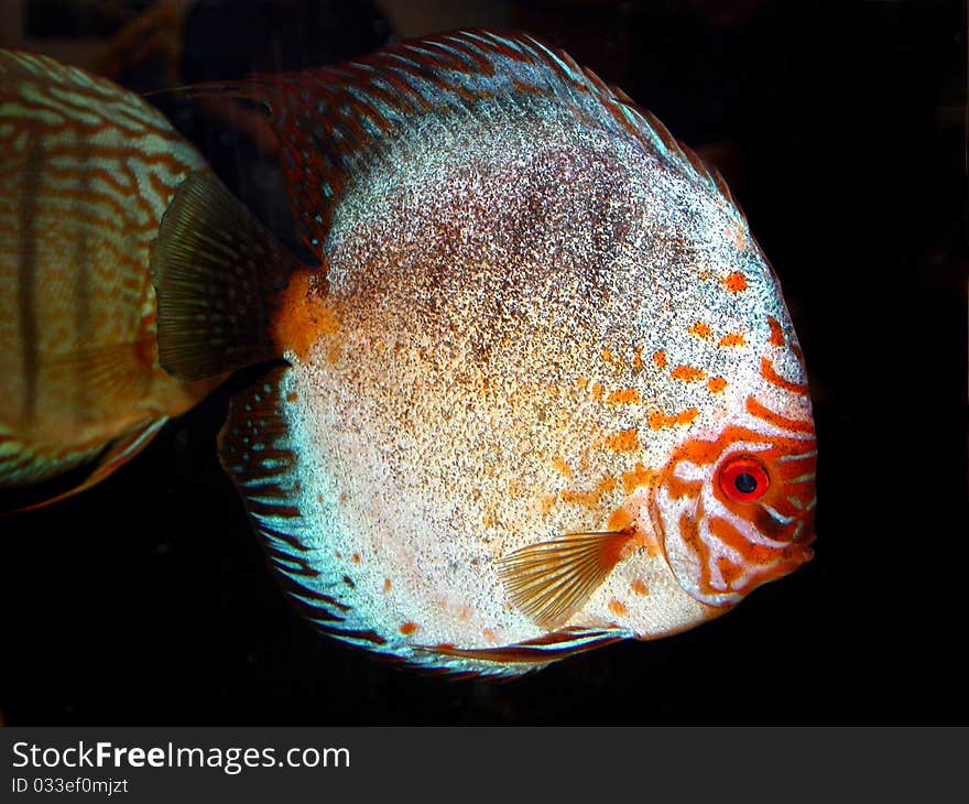 Discus Fish