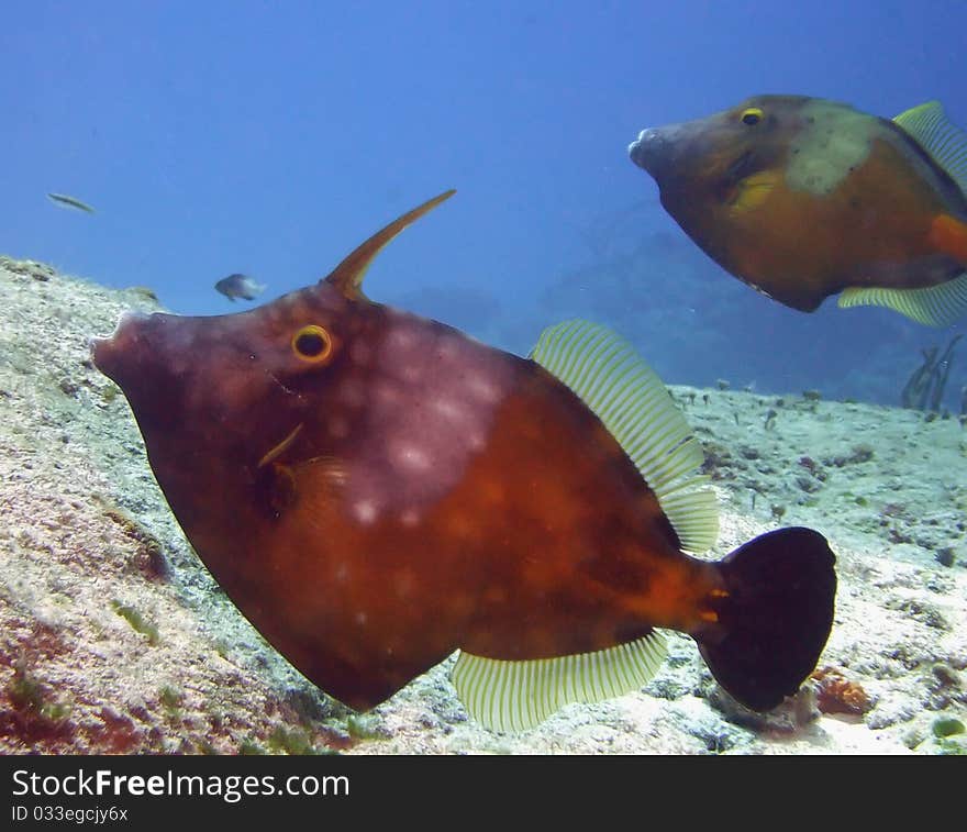 A pair of whitespotted filefish move along the reef in the carribean sea;