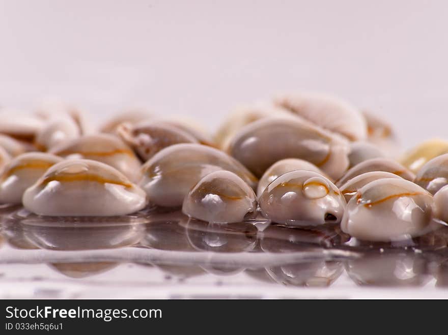 Shells in Water with Reflection