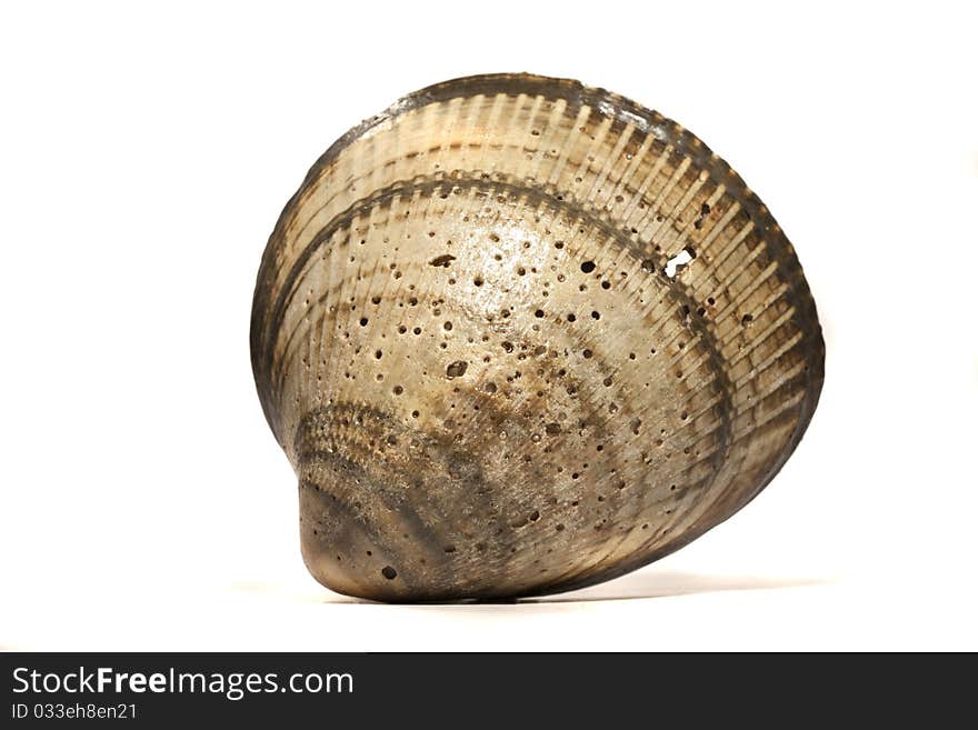 Close up view of a cockle shell isolated on a white background. Close up view of a cockle shell isolated on a white background.