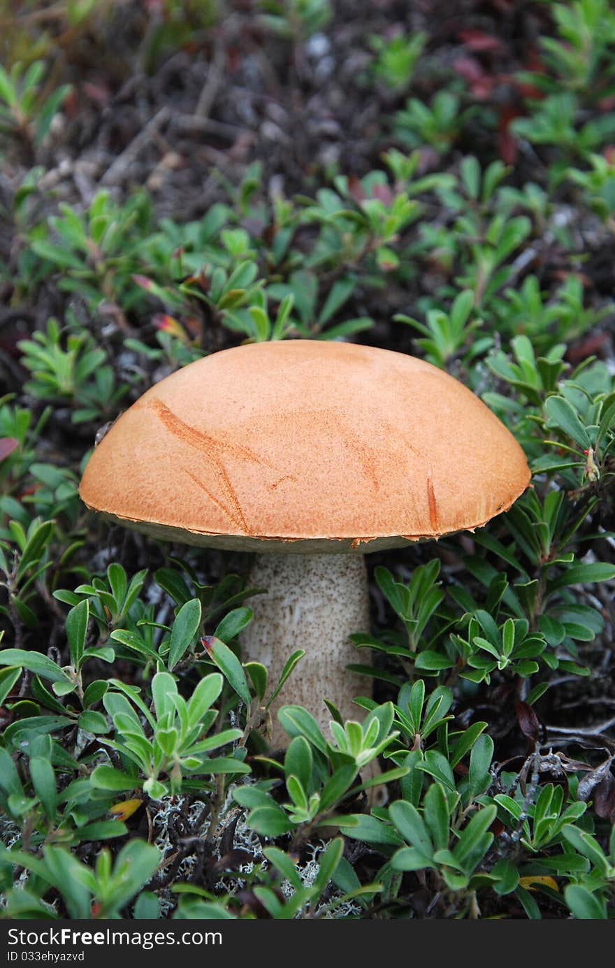 Mushroom