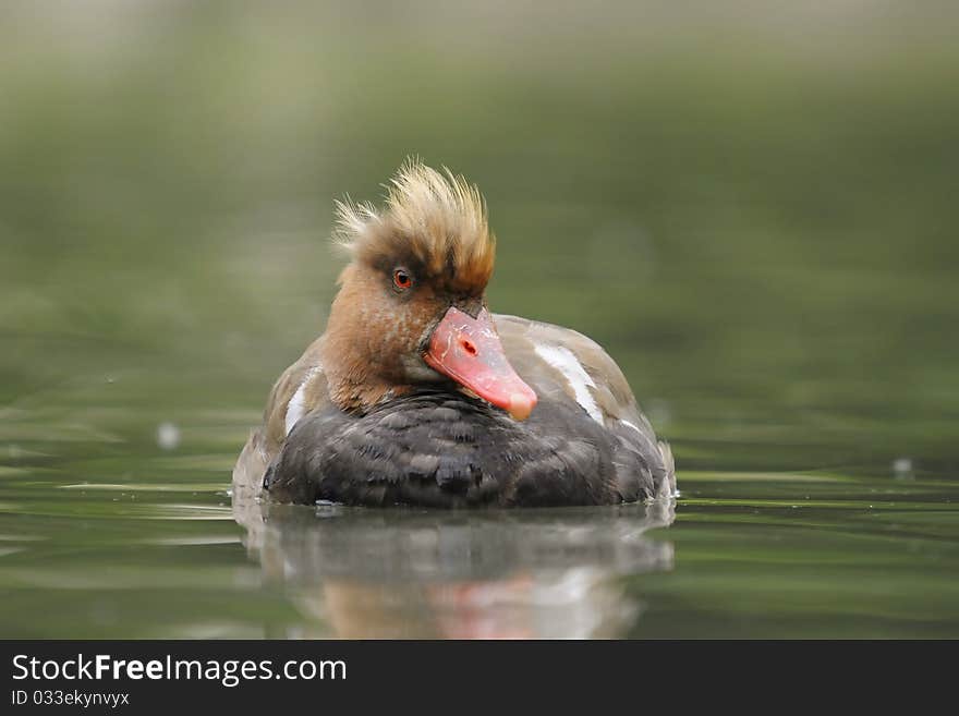 Red-crested Pochard - Netta rufina