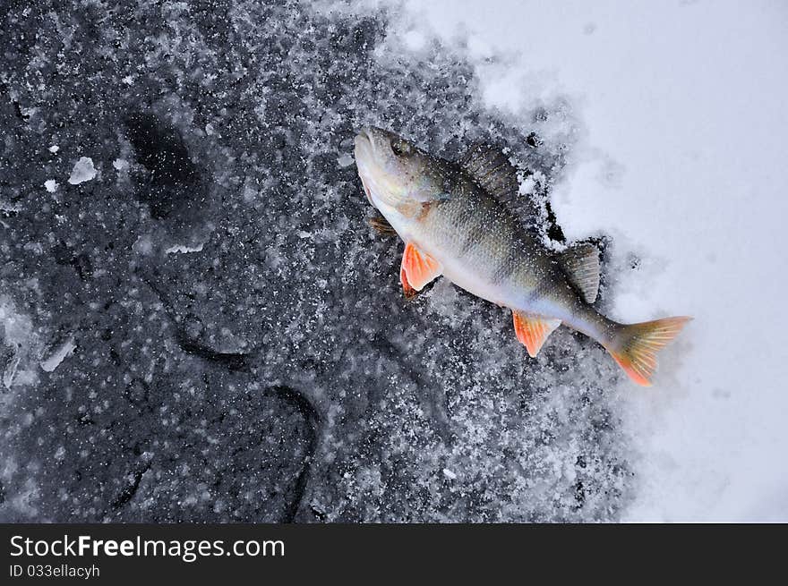 Small perch on the ice. Small perch on the ice