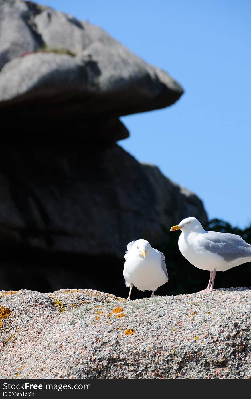 Two seagulls sitting on granite rock at the cote de granite rose in brittany, france