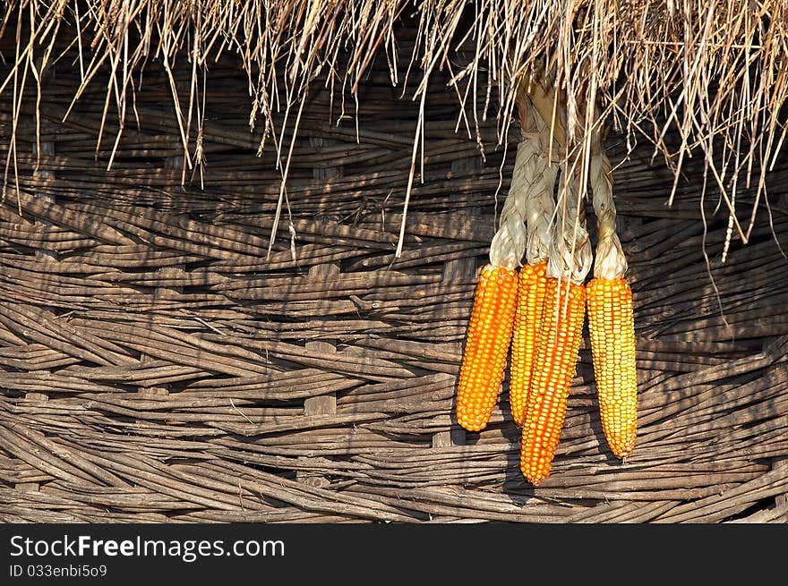 Decorative colored corn with brown wood. Decorative colored corn with brown wood