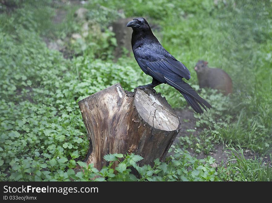 Black bird on the stump. Black bird on the stump