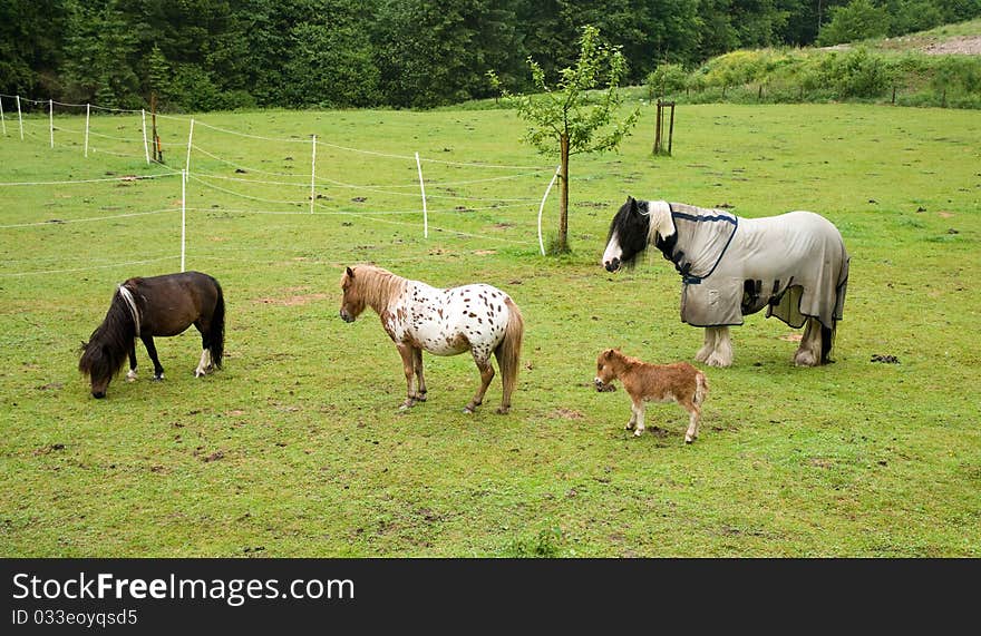 Young and old horses and ponies sleeping and eating on the pasture. Young and old horses and ponies sleeping and eating on the pasture