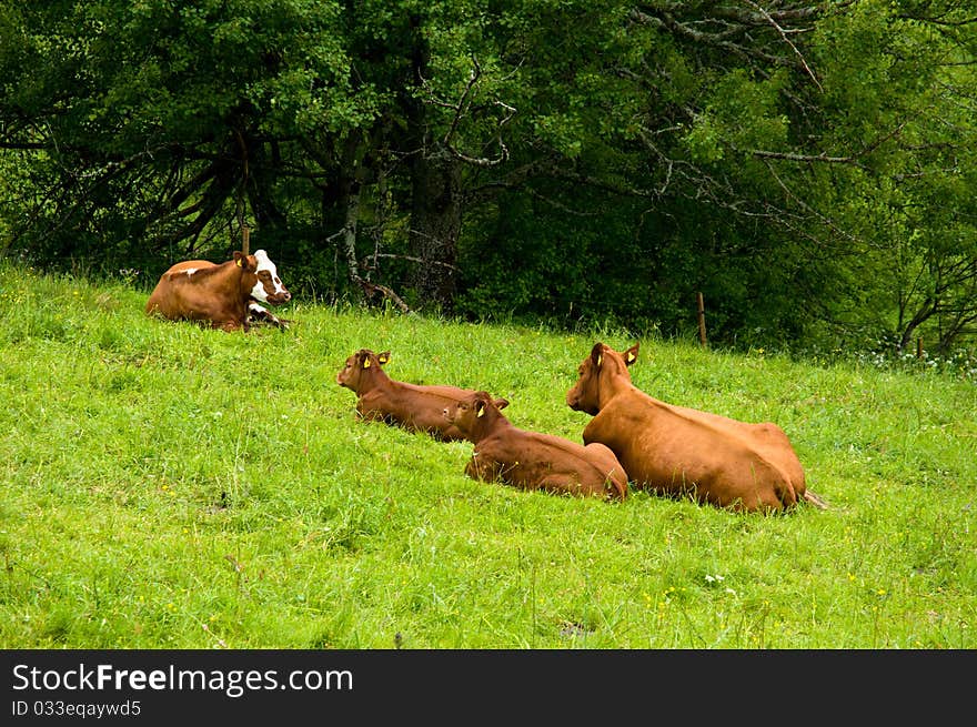 Brown cattles dowsing on the meadow in the Black Forest. Brown cattles dowsing on the meadow in the Black Forest