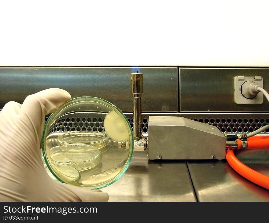 Photo was taken in the lab during review of bacterias. A hand in glove is holding Petri dish in the air cabinet. Photo was taken in the lab during review of bacterias. A hand in glove is holding Petri dish in the air cabinet.