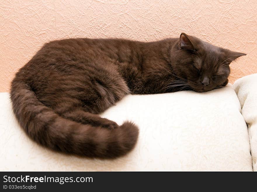 Cat sleeps on sofa