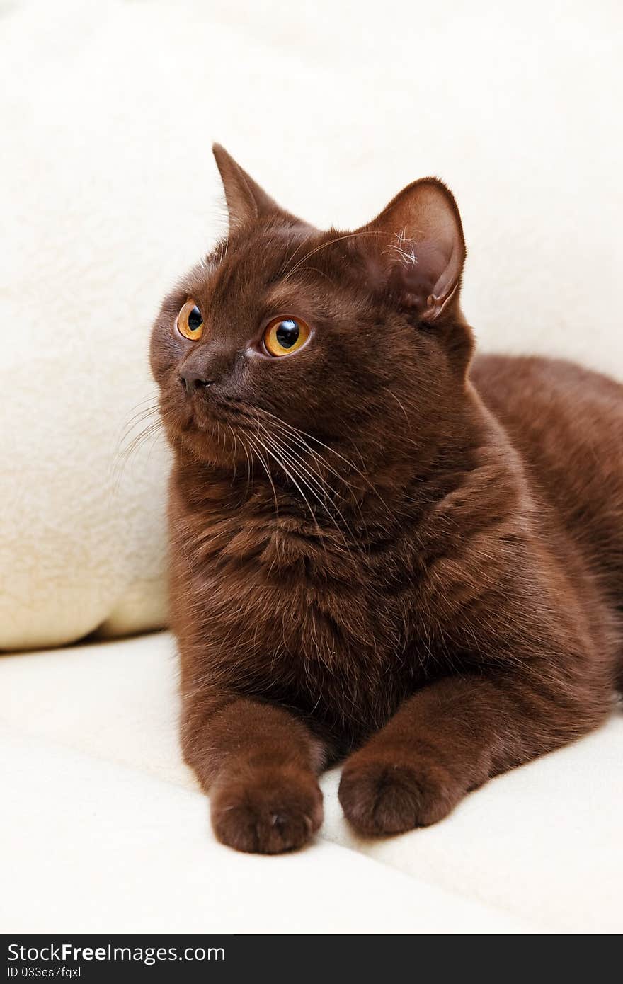 Brown cat. British Shorthair cat looks up. Brown cat. British Shorthair cat looks up