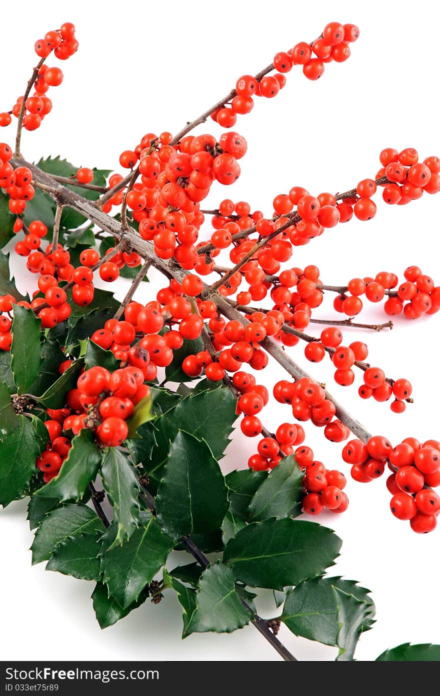 Branch od holly berry on white background