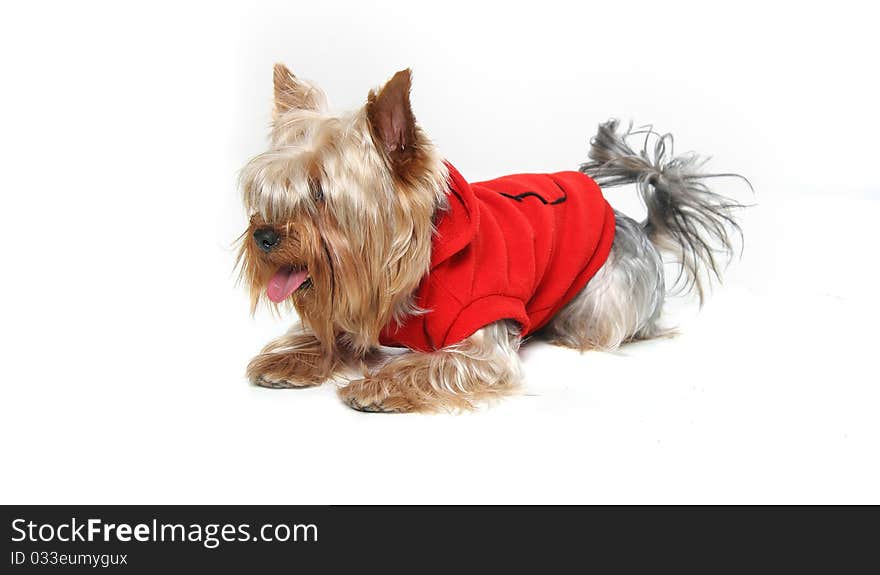 Cute yorkshire terrier over white