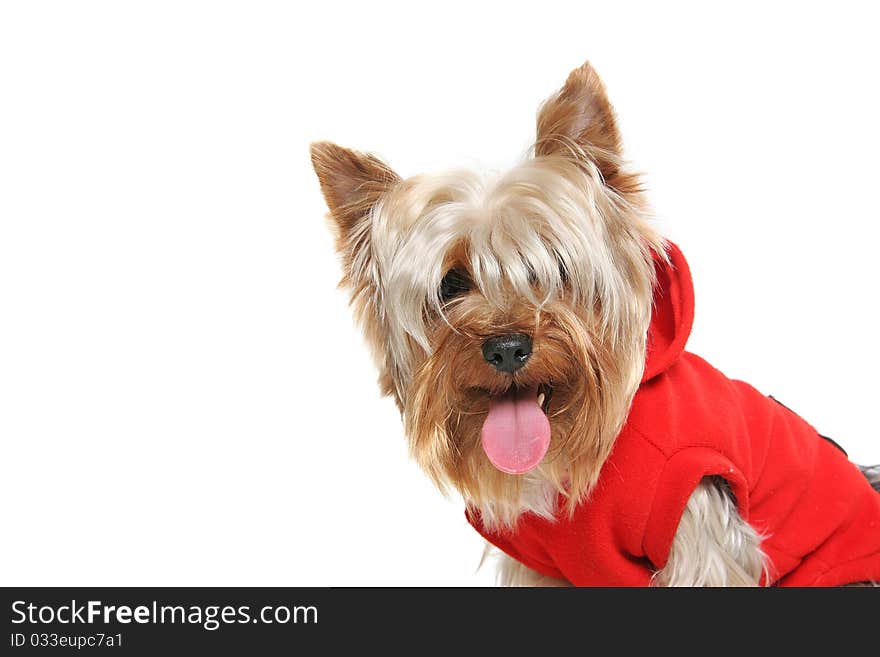 Smiling yorkshire terrier over white