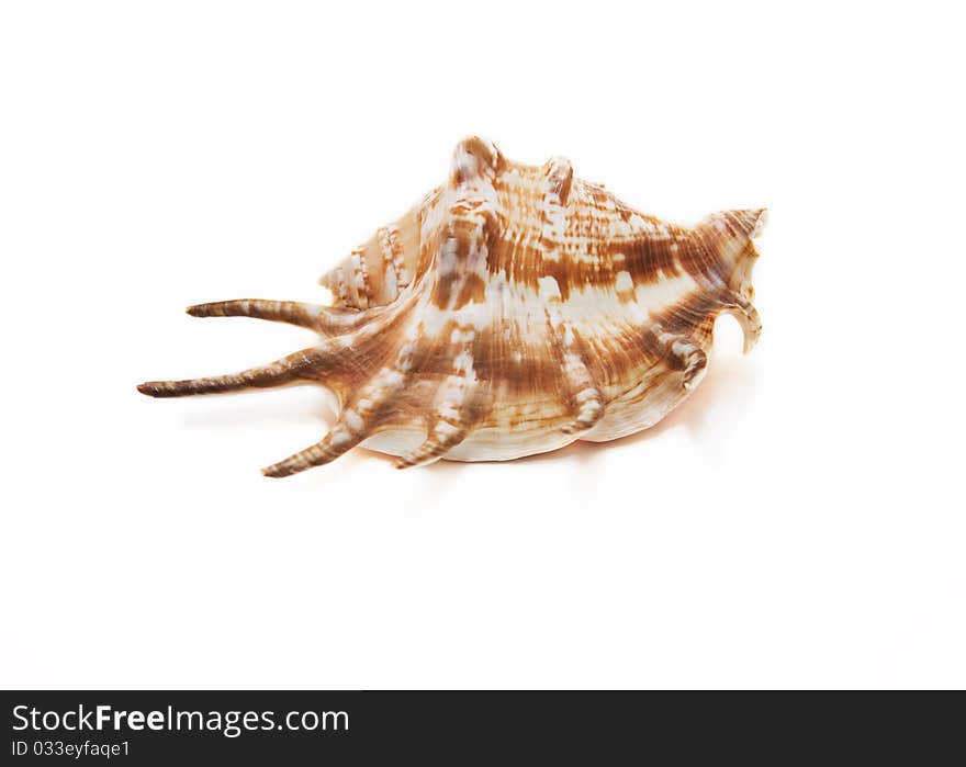 Sea shell isolated on white background